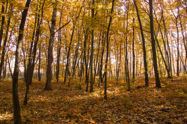 Autumn scenery. Beautiful gold fall in forest.