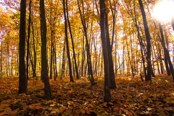 Cenário de outono. Bela queda de ouro na floresta . — Fotografia de Stock