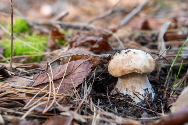 Ormanda mantar mantarı - Boletus edulis