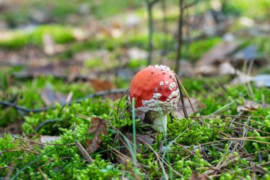 Ormanda balık bakışı mantar manzarası