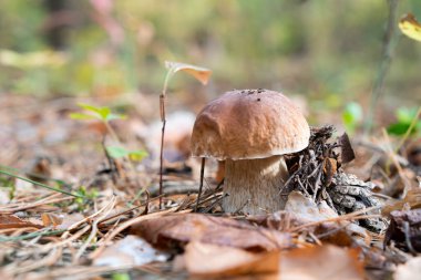 Ormanda mantar mantarı - Boletus edulis