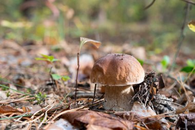 Ormanda mantar mantarı - Boletus edulis
