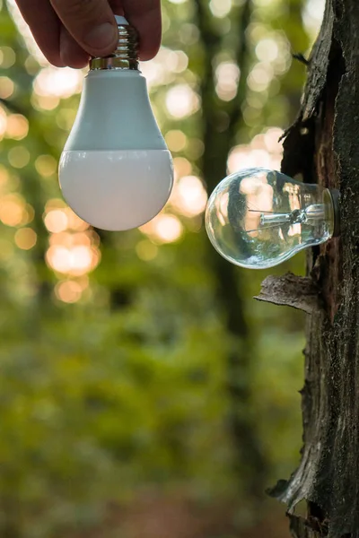 Лісова Лампочка Концепції Охорони Навколишнього Середовища Глобального Потепління Енергозбереження — стокове фото