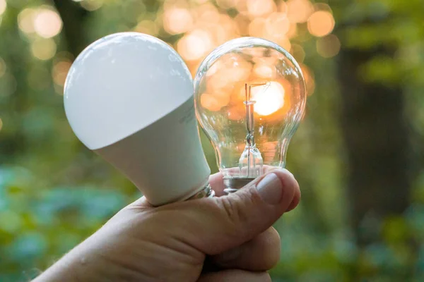 Forest and light bulb. Concepts of environmental conservation and global warming, energy conservation.