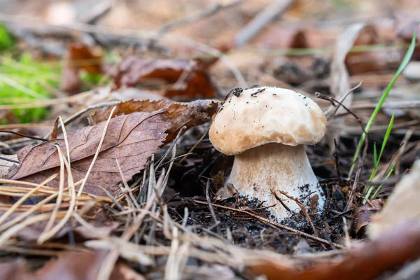 Fungo Boletus Edulis Nella Foresta — Foto Stock