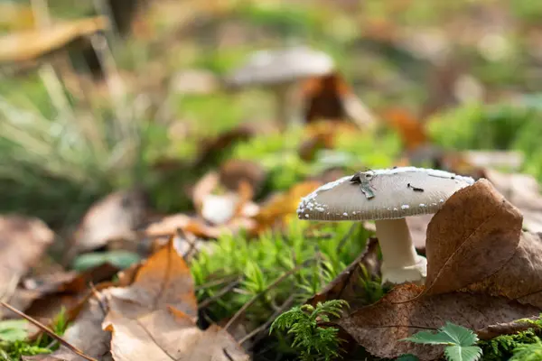 Fischperspektive Auf Pilz Wald — Stockfoto