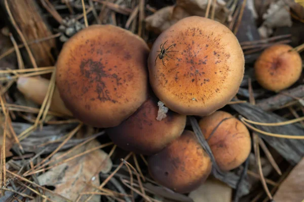 Fish Eye View Mushroom Forest — Stock Photo, Image