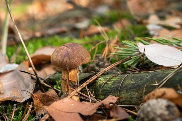 Fungo Boletus Edulis Nella Foresta — Foto Stock