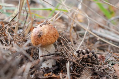 Ormanda mantar mantarı - Boletus edulis