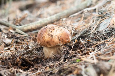 Ormanda mantar mantarı - Boletus edulis
