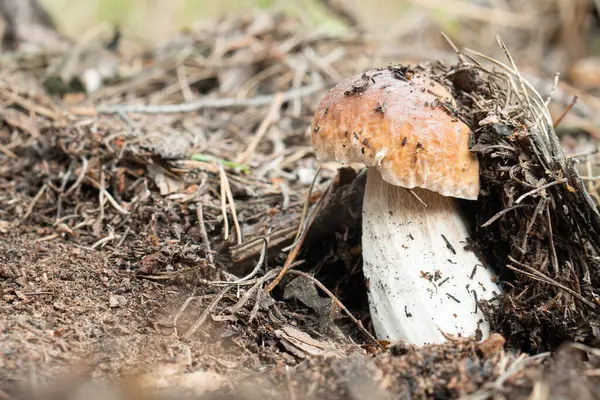 Ormanda Mantar Mantarı Boletus Edulis — Stok fotoğraf