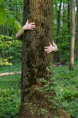 Ağaç kucaklaşması. Ağaçlara sarılan ellere yakın çekim