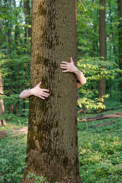 Дерево Обнимается Крупный План Обнимающего Дерева Рук — стоковое фото
