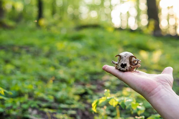 the guy holds the skull of a cat in his hand, on the background of the forest