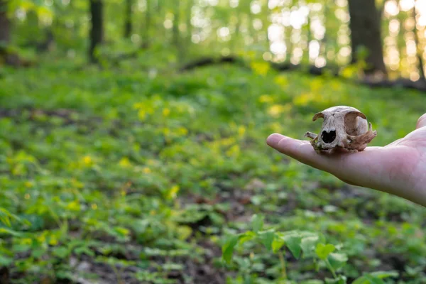 Guy Holds Skull Cat His Hand Background Forest — Stock Photo, Image