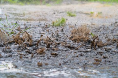 Şiddetli yağmur damlaları