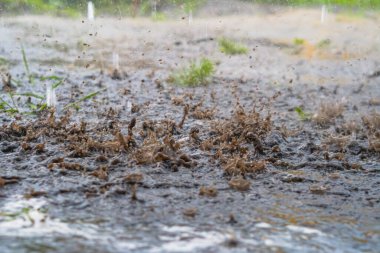 Şiddetli yağmur damlaları