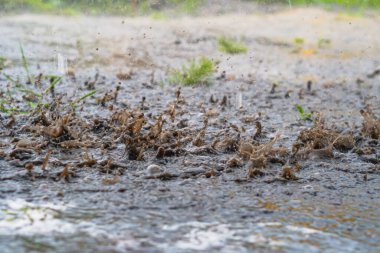 Şiddetli yağmur damlaları