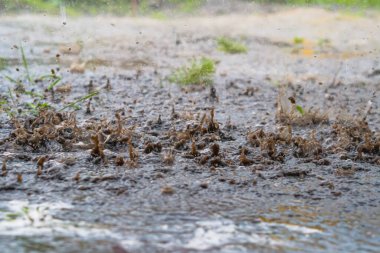 Şiddetli yağmur damlaları