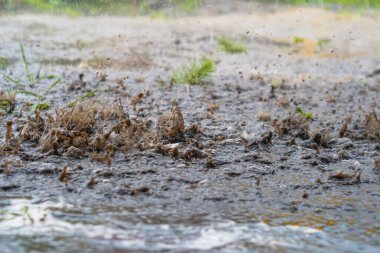 Şiddetli yağmur damlaları