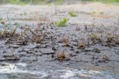 Şiddetli yağmur damlaları
