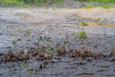 Şiddetli yağmur damlaları