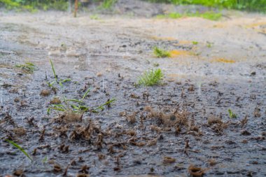 Şiddetli yağmur damlaları