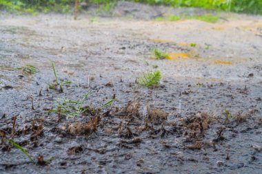 Şiddetli yağmur damlaları