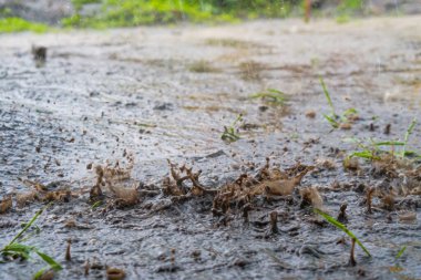 Şiddetli yağmur damlaları