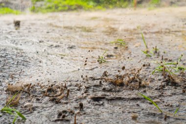 Şiddetli yağmur damlaları