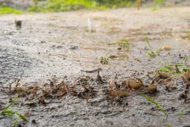 Şiddetli yağmur damlaları