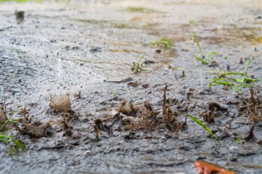Şiddetli yağmur damlaları