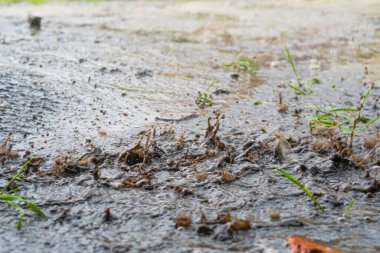 Şiddetli yağmur damlaları