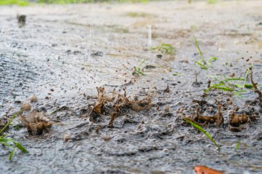 Şiddetli yağmur damlaları