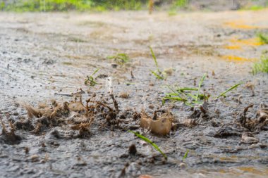 Şiddetli yağmur damlaları