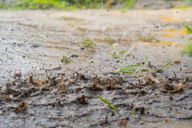 Şiddetli yağmur damlaları