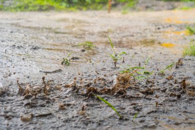 Şiddetli yağmur damlaları