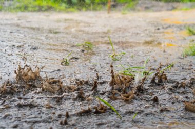 Şiddetli yağmur damlaları
