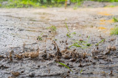 Şiddetli yağmur damlaları