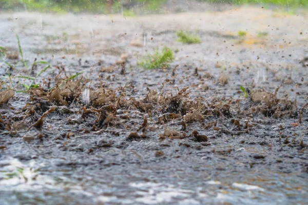 Şiddetli yağmur damlaları