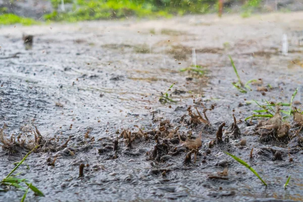 Краплі Сильного Дощу Воді — стокове фото