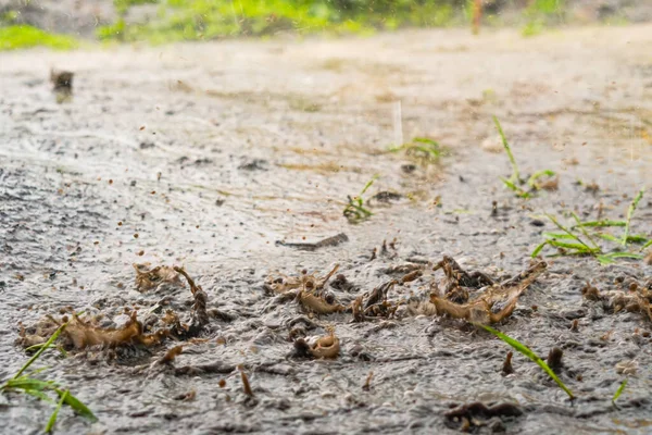 Краплі Сильного Дощу Воді — стокове фото