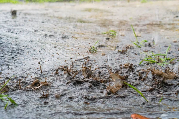 Druppels Zware Regen Het Water — Stockfoto