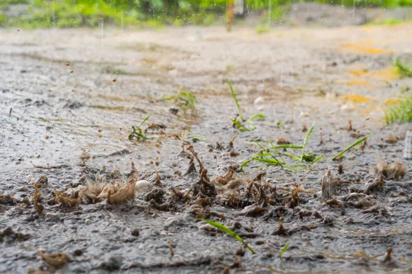 Şiddetli yağmur damlaları