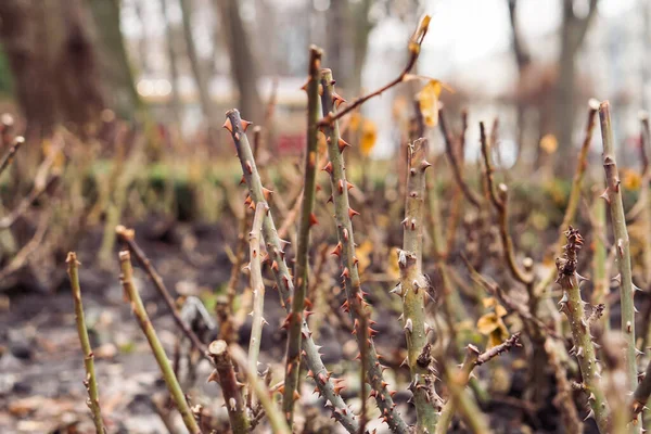 Trimmed Rose Bush Close Part Thorn Bush Stem Rose Bush — Stock Photo, Image