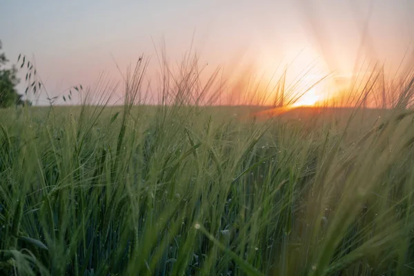 Campo Cebada Atardecer Espigas Verdes Trigo Cerca — Foto de Stock