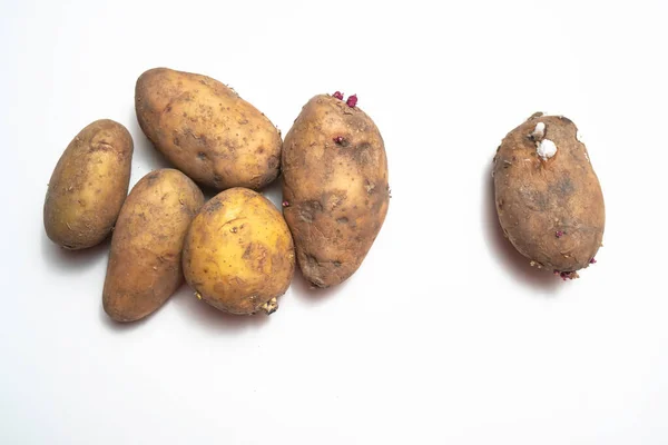 Potatoes White Table Next Rotten Potatoes Separately — Stock Photo, Image