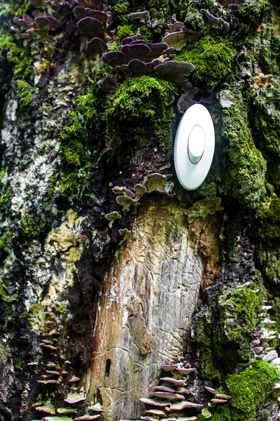 The switch in the woods