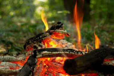 Ormanda şenlik ateşi.