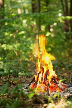 Ormanda şenlik ateşi.